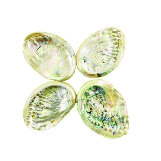 2"-3" Abalone Shells - Bowl for Smudging