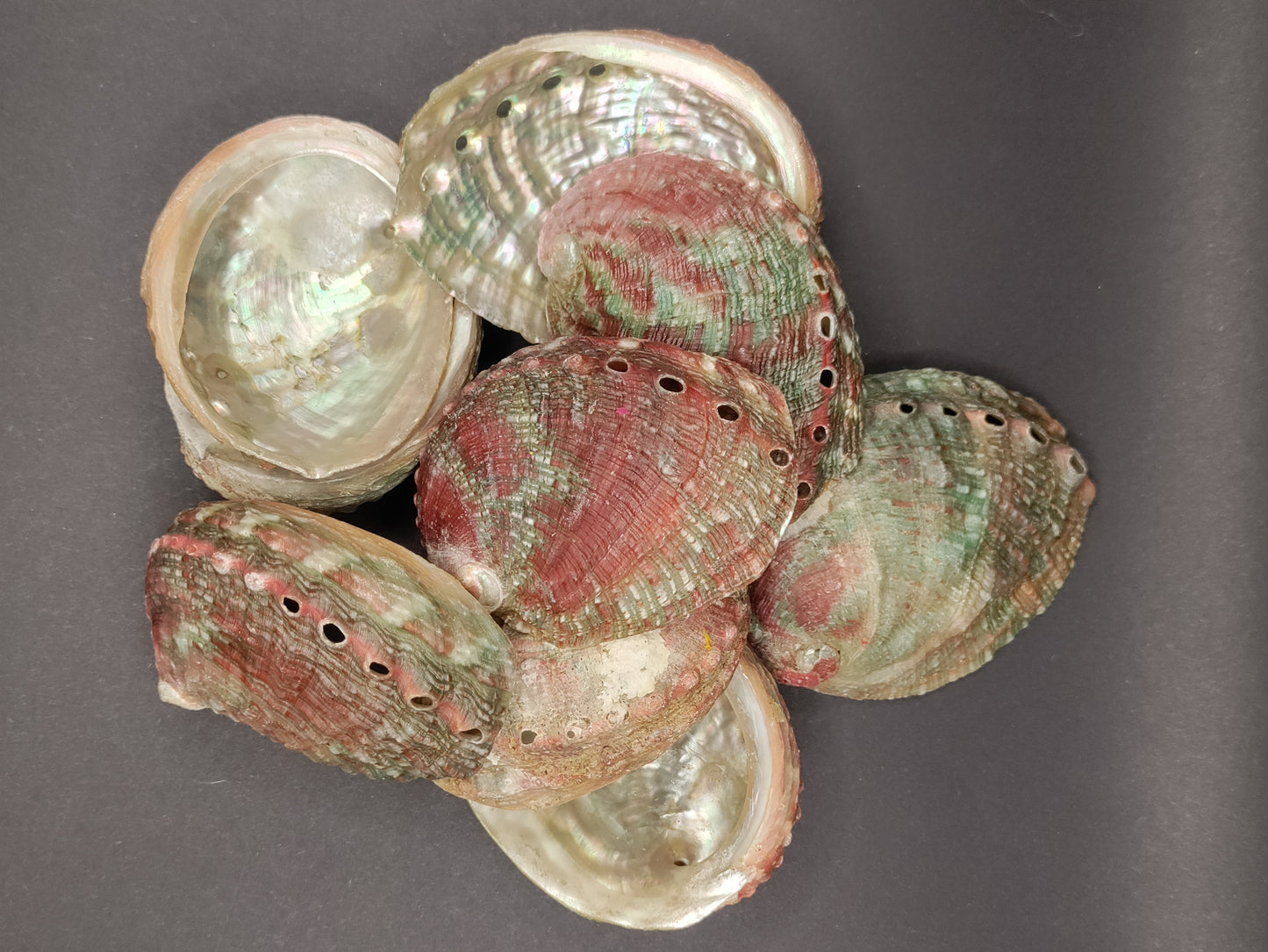 2"-3" Abalone Shells - Bowl for Smudging