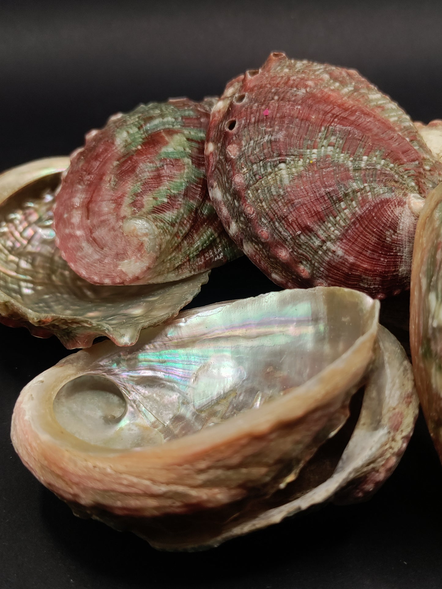 2"-3" Abalone Shells - Bowl for Smudging