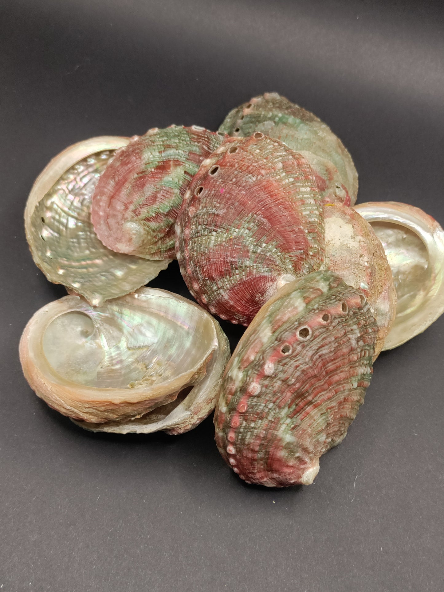 2"-3" Abalone Shells - Bowl for Smudging