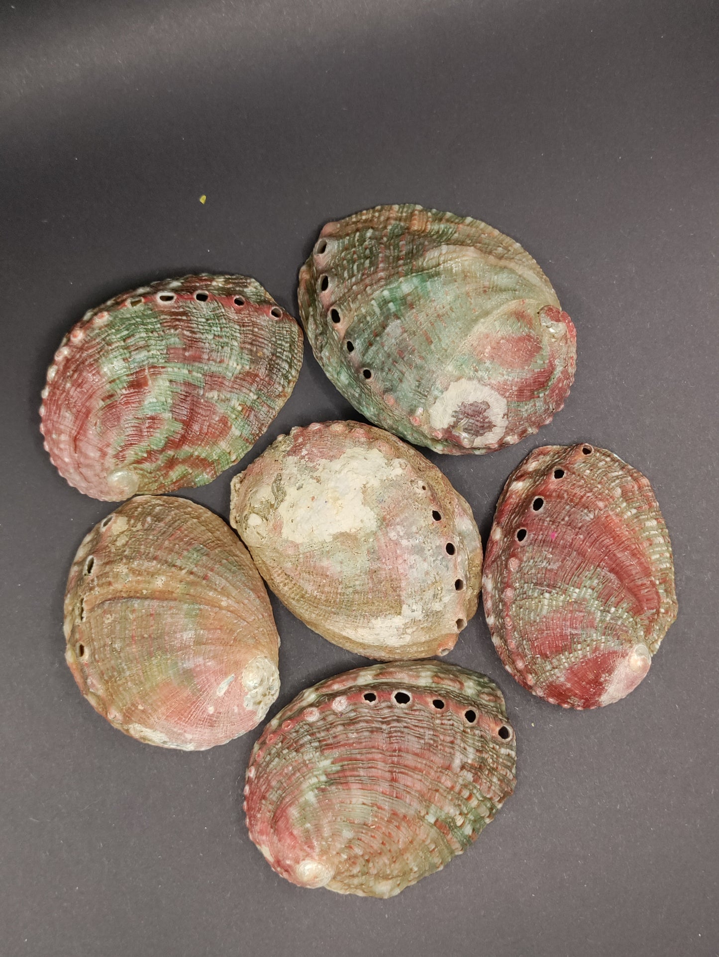 2"-3" Abalone Shells - Bowl for Smudging