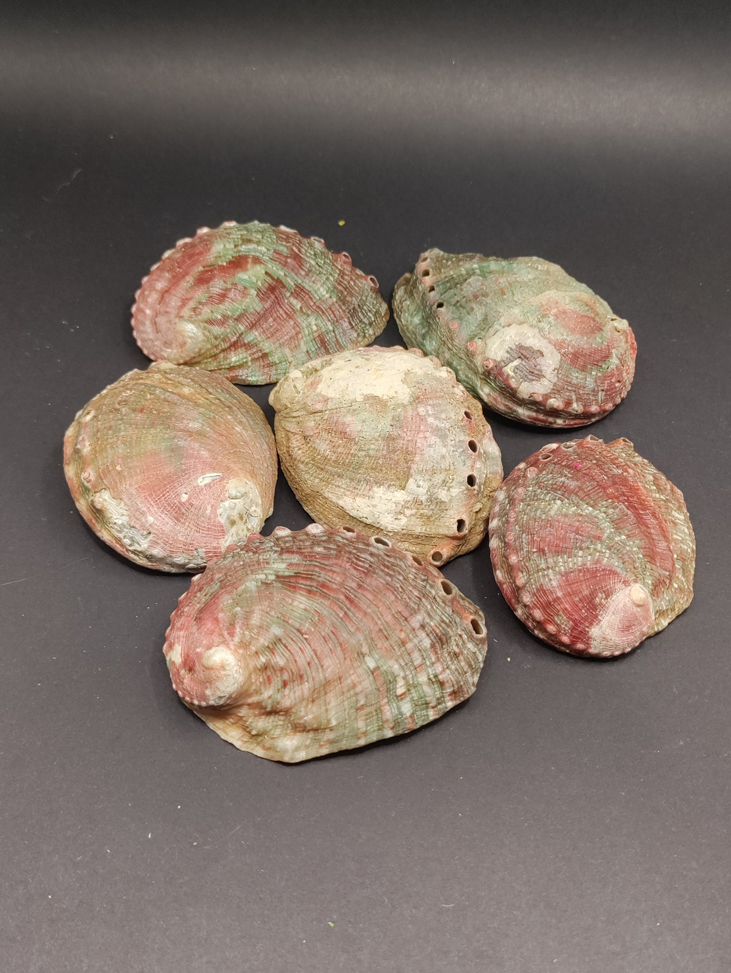 2"-3" Abalone Shells - Bowl for Smudging