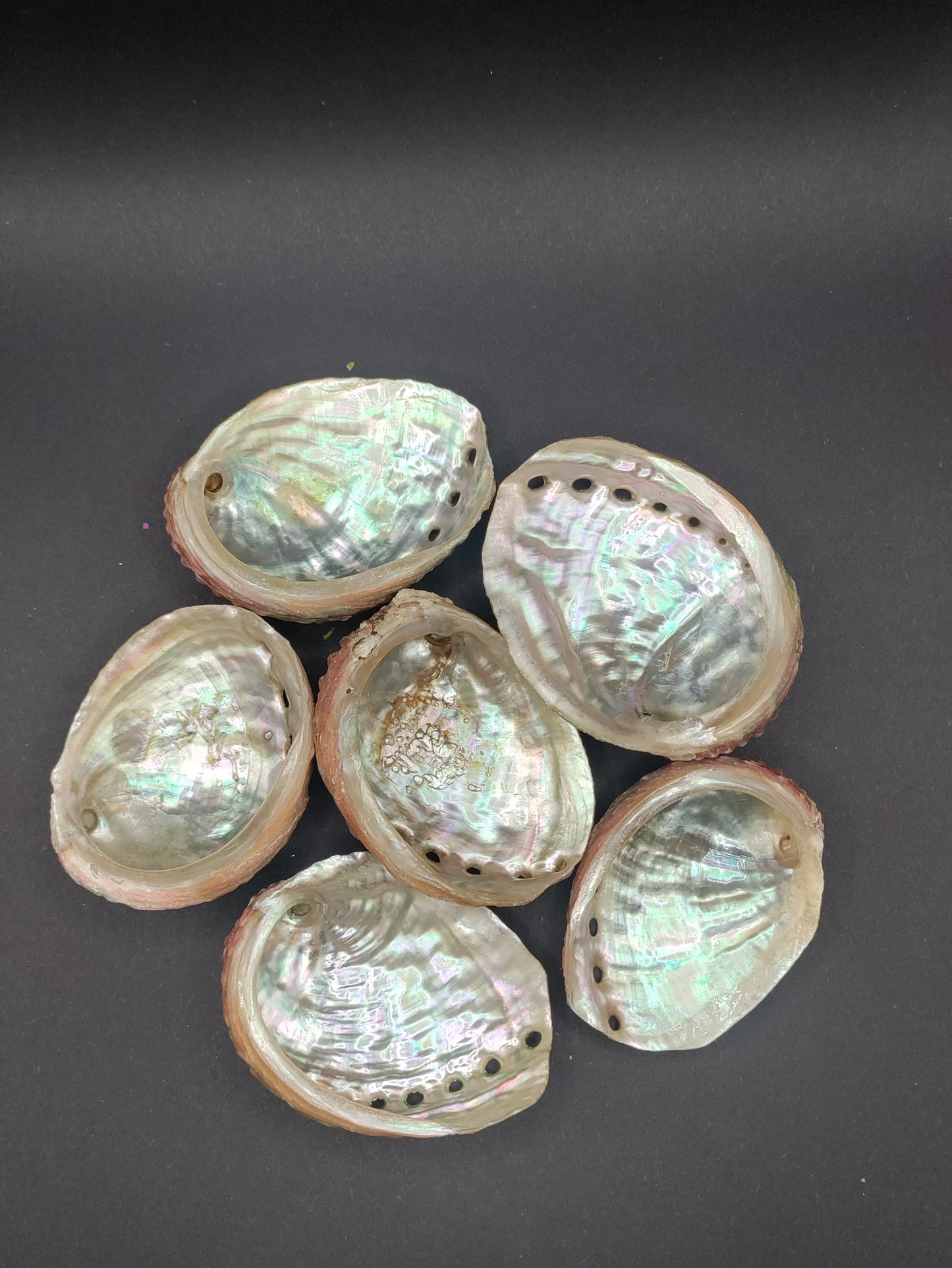 2"-3" Abalone Shells - Bowl for Smudging