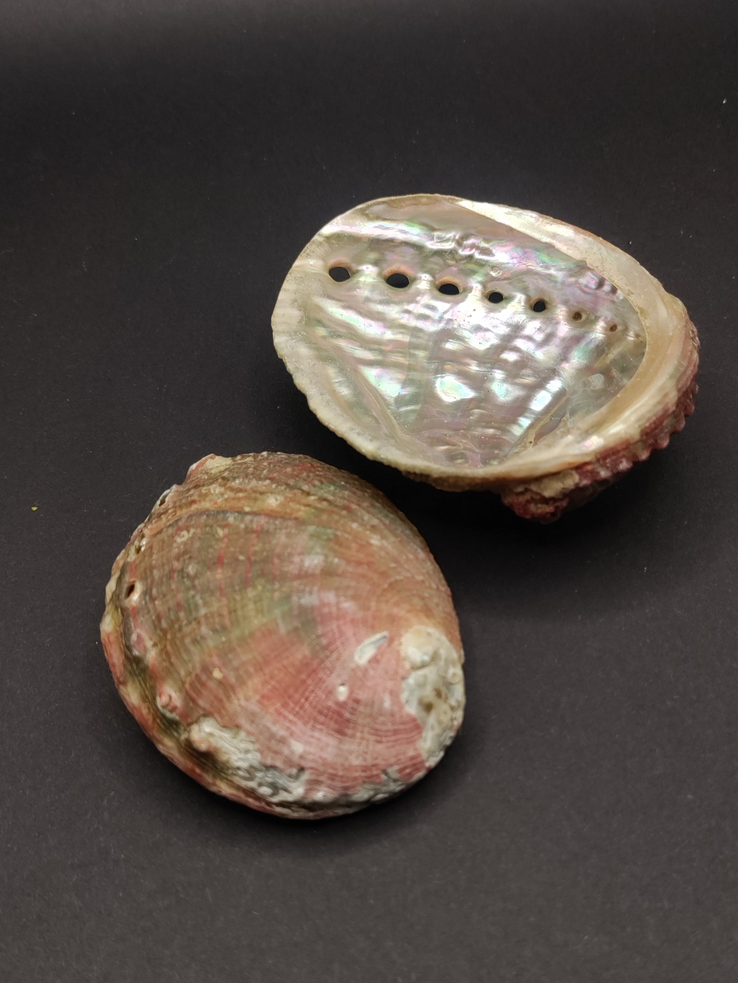 2"-3" Abalone Shells - Bowl for Smudging
