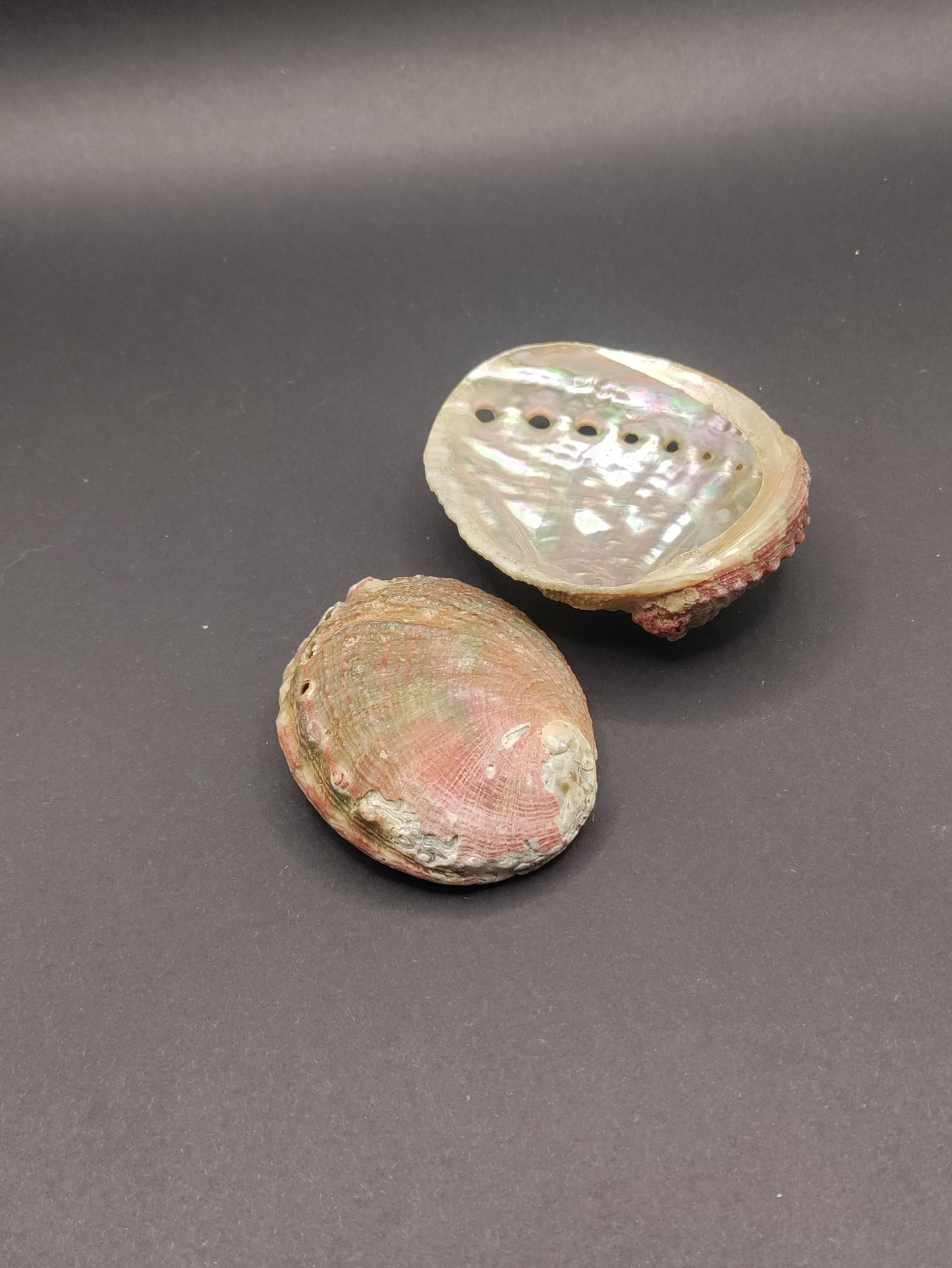 2"-3" Abalone Shells - Bowl for Smudging