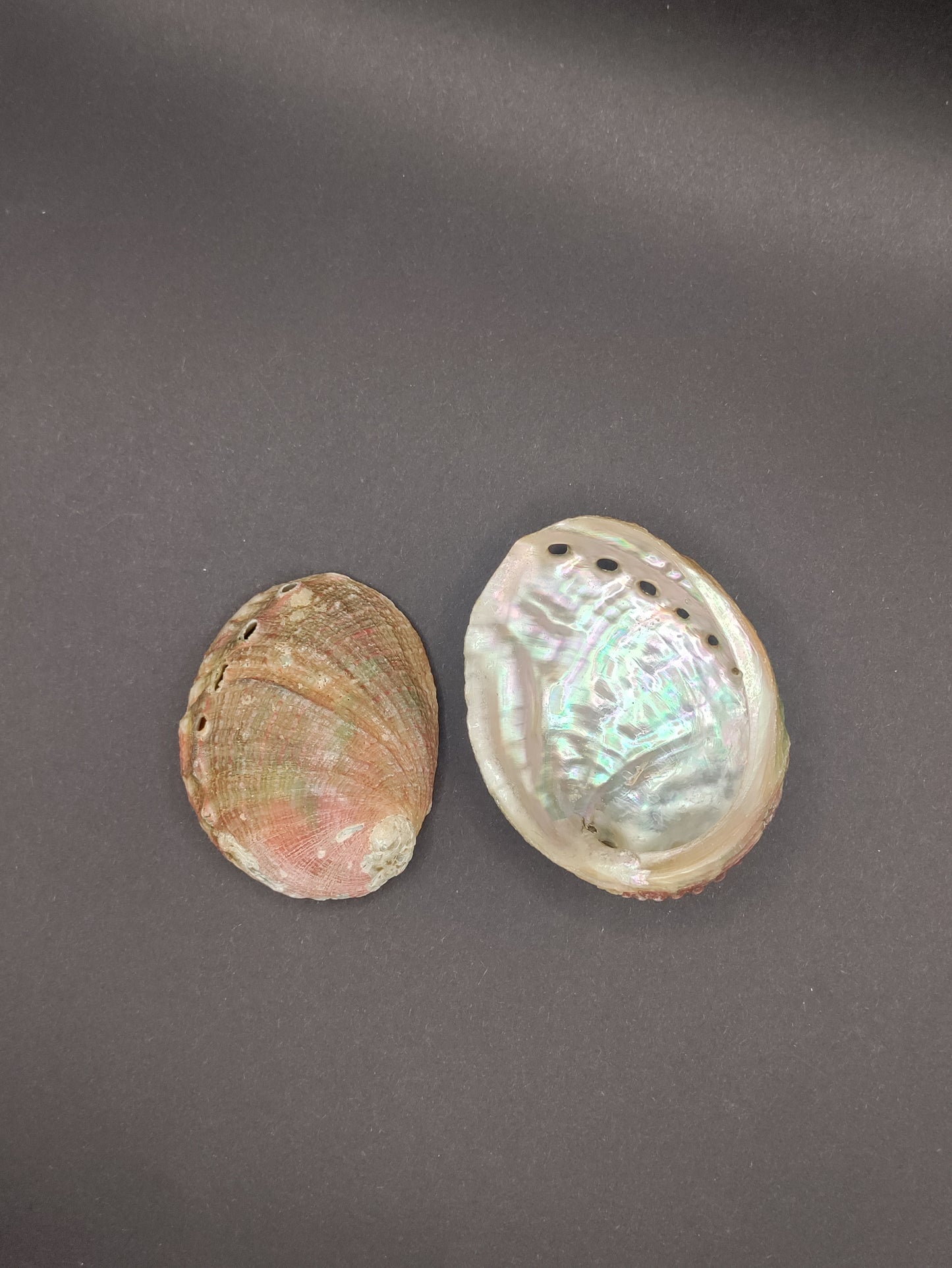 2"-3" Abalone Shells - Bowl for Smudging
