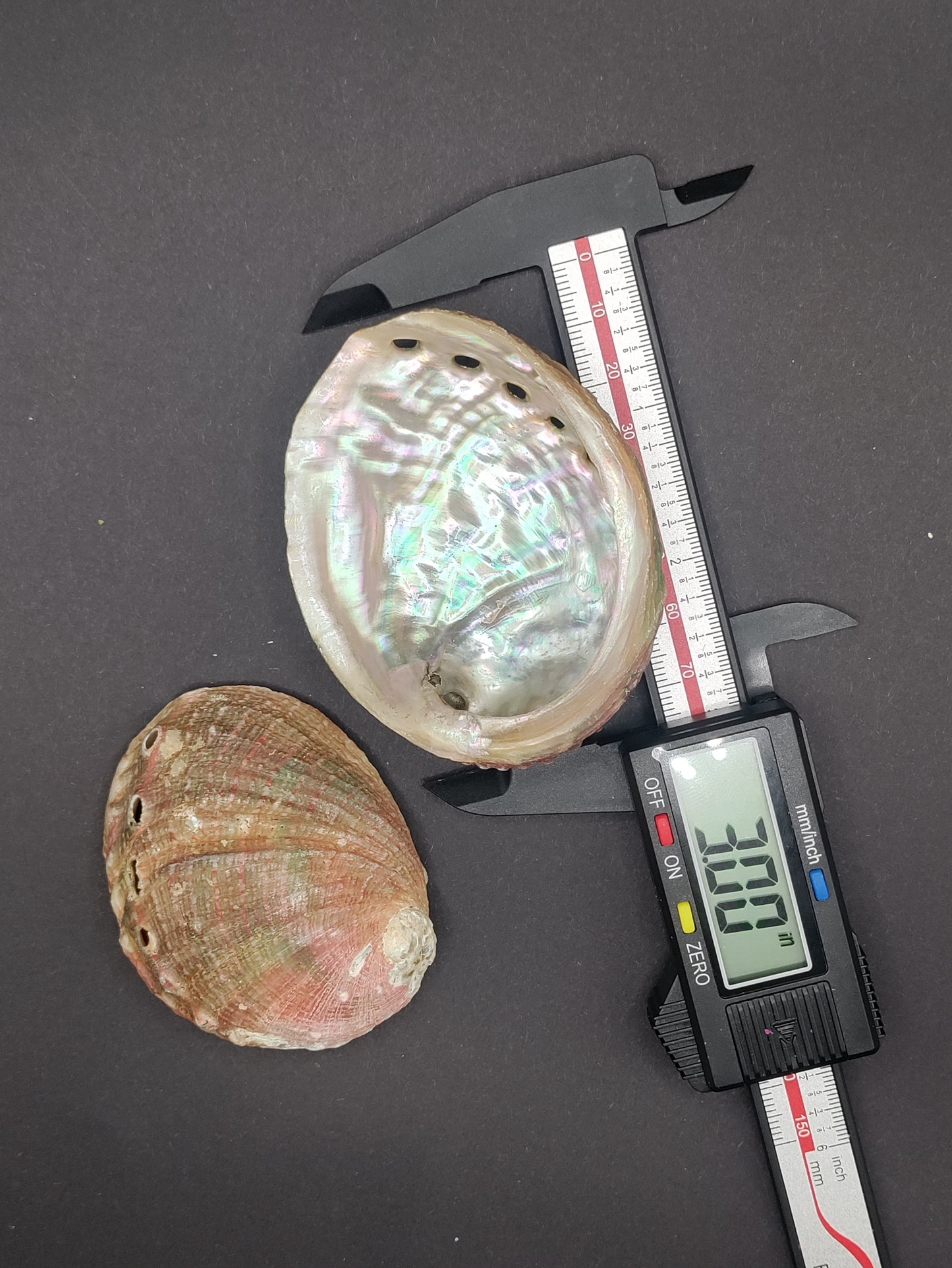 2"-3" Abalone Shells - Bowl for Smudging